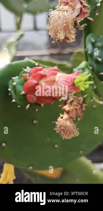 Nopalea cochenillifera cactus developing reddish flower or fruit buds ...