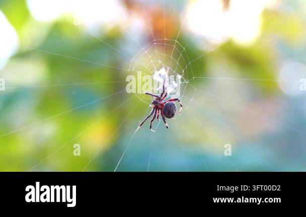 A spider carefully weaving its delicate web in soft natural light Stock ...
