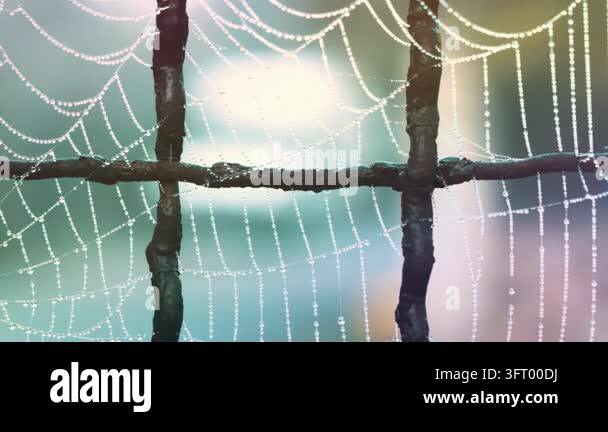 Dewdrops sparkle on a delicate spider web beside an old rusty fence in ...