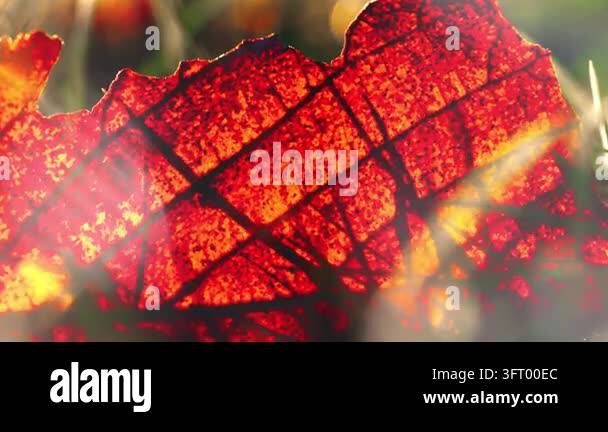 Surface Texture Graphics Close-up view of a sunlit orange leaf showing its natural texture ...