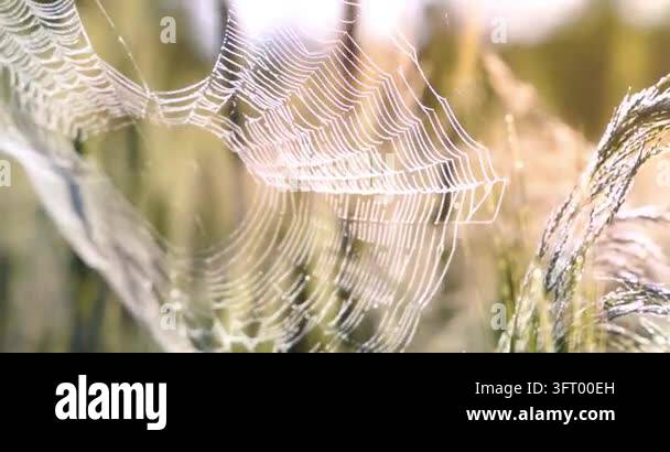 Dew-covered spider web sparkling in soft morning light, creating a ...