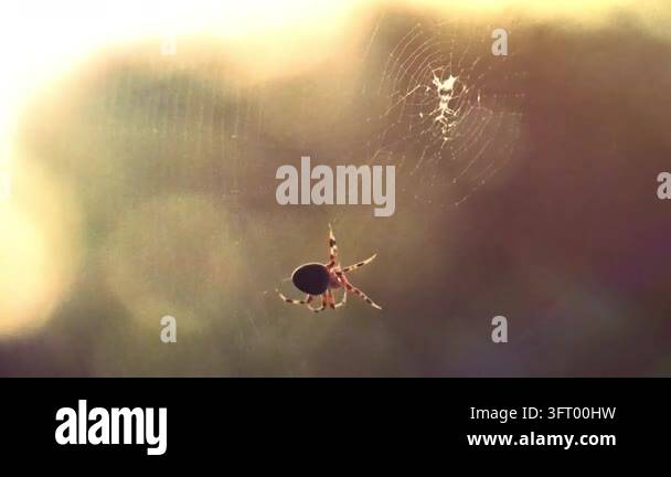 A spider carefully weaving its delicate web in a natural outdoor ...