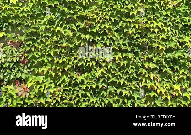 Texture For Background Green ivy wall of climbing plants in a city park. Hedge texture of ...