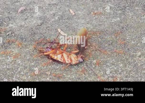Red ants teamwork carrying a dead cockroach to their nest as food in ...