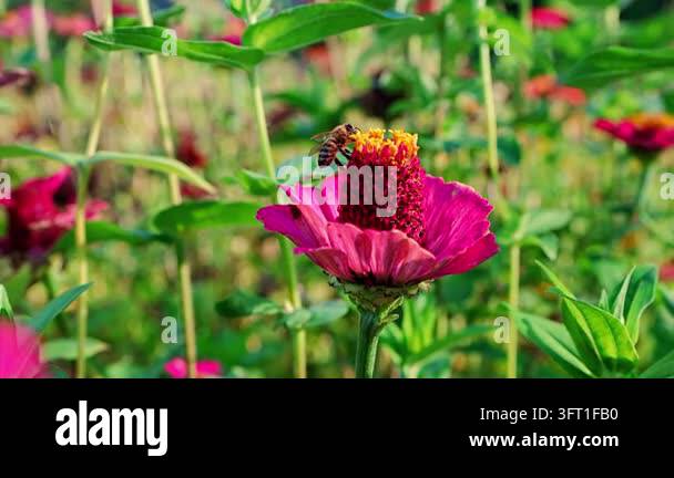 Texture For Background Honeybee foraging on vivid pink zinnia flower in detailed closeup ...
