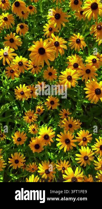 Vibrant yellow Rudbeckia flowers gently swaying in light breeze ...
