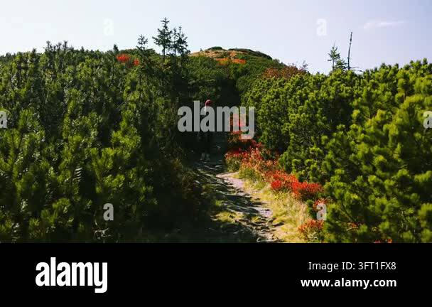 Wide shot of a female tourist with a backpack hiking along a rocky path ...
