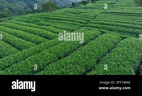 Aerial drone footage slowly tracking over lush green tea plantations on ...