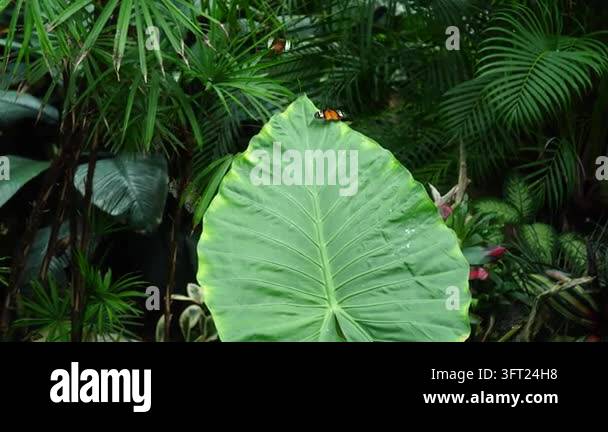 Tropical butterflies resting around a giant elephant ear leaf, colorful ...