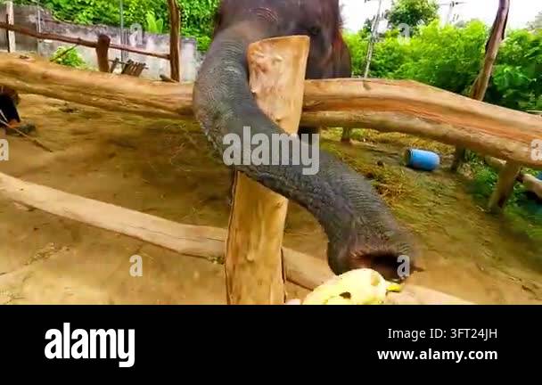 Large Asian elephant feeding among lush tropical vegetation, portraying ...