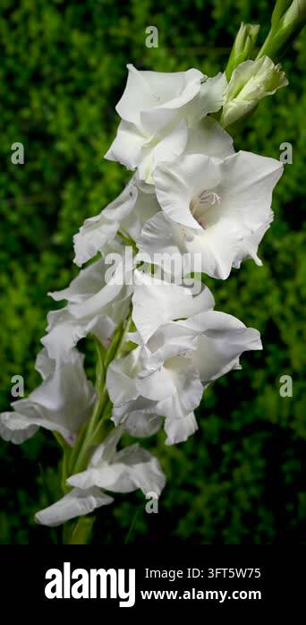 Close-up 4K vertical video of a blooming white gladiolus spike covered ...