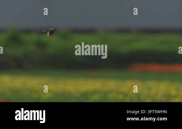 Colorfull Editorial Makeup A small bird flies across a blurred background of colorful tulip fields ...