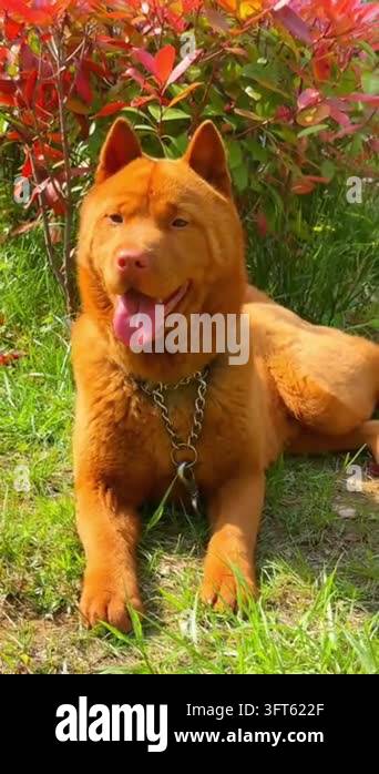 Colorfull Editorial Makeup Brown dog in a beautiful park setting. From lounging on the green lawn ...
