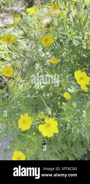 Bright yellow garden flowers among lush green foliage, filmed ...