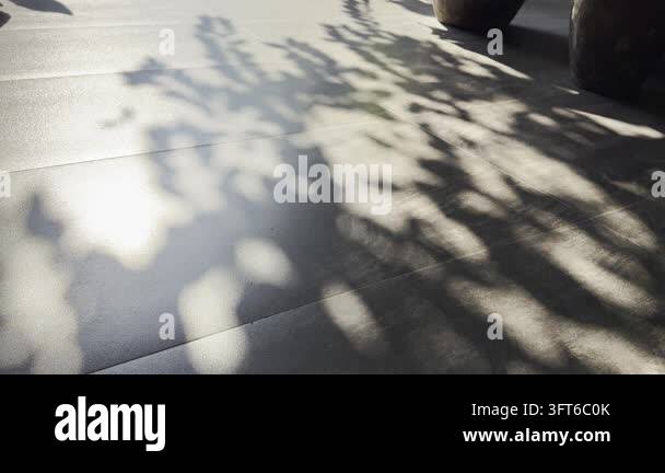 Warm light reflections and elongated tree shadows cross a textured grey ...