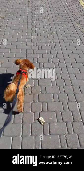 Small dog walks paved sidewalk. Red harness, leash, playful stance ...