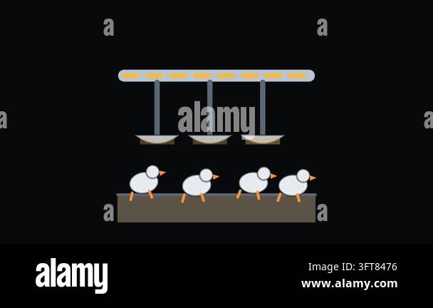 Sheep feed from an automated rail feeding system, a looping flat 2D ...
