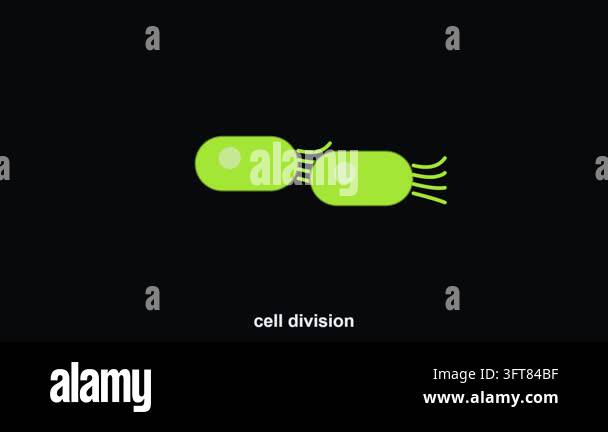 Animated Bacteria Cell Division Binary Fission Process. Scientific ...