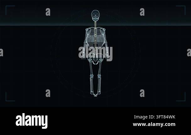 Full human skeleton with spine, ribs, pelvis and limb bones, animated ...