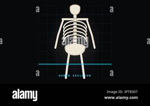 Human skeleton with a moving scan line over a dark grid background ...
