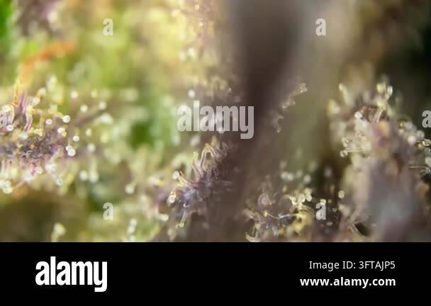 Perfect Cannabis plant bud developing full, resinous trichomes with ...