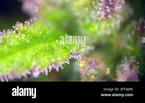 Beautiful Cannabis plant trichomes close up, indicating peak maturity ...
