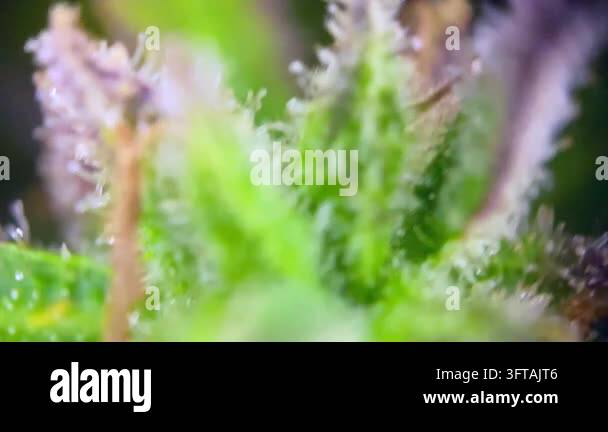 Stunning Cannabis plant trichomes close up, indicating peak maturity ...