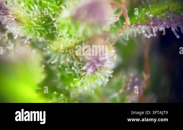 Wonderful Cannabis plant trichomes close up, indicating peak maturity ...