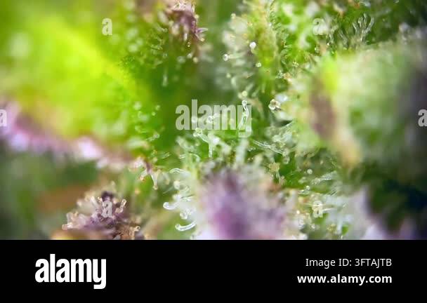 Fabulous Cannabis plant trichomes close up, indicating peak maturity ...