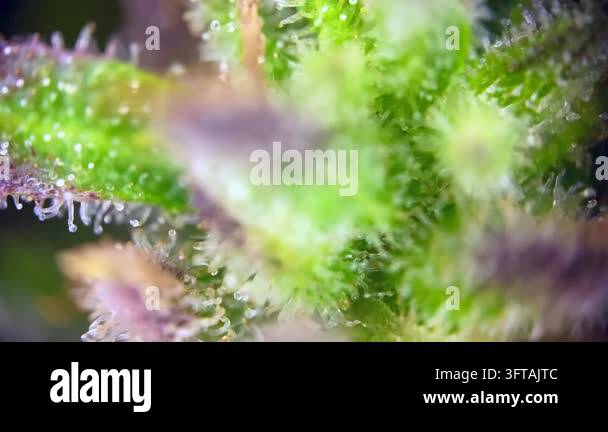 Majestic Cannabis plant trichomes close up, indicating peak maturity ...