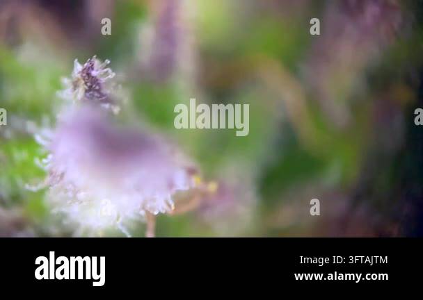 Unbelievable Cannabis plant trichomes close up, indicating peak ...