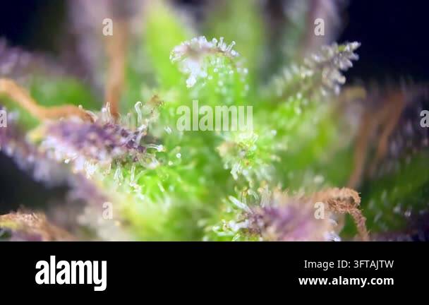 Marvelous Cannabis plant trichomes close up, indicating peak maturity ...