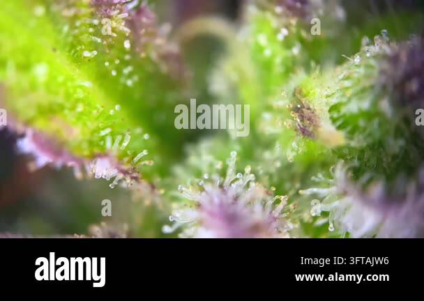 Gorgeous Cannabis plant trichomes close up, indicating peak maturity ...
