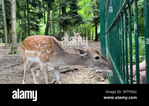 Young male fallow deer pushing female away to get food behind fence ...