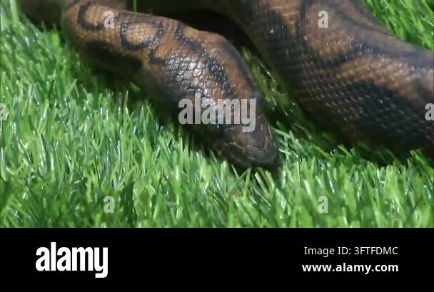 Ball Python Resting on Green Grass Stock Video Footage - Alamy