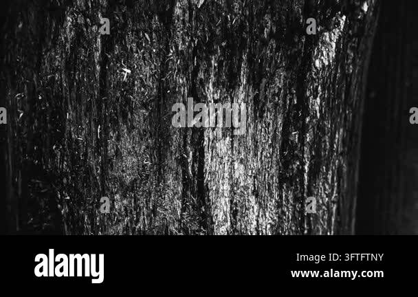 Detailed horizontal view of natural weathered wood grain texture. Focus ...