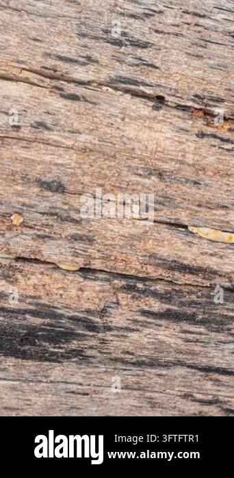 Detailed close-up view of weathered wood grain, showing cracks and ...