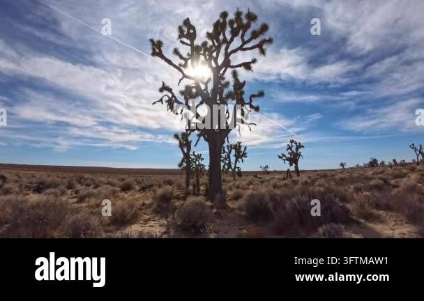 Tsll Tree Tall Joshua tree standing in arid desert environment with sunbeams ...