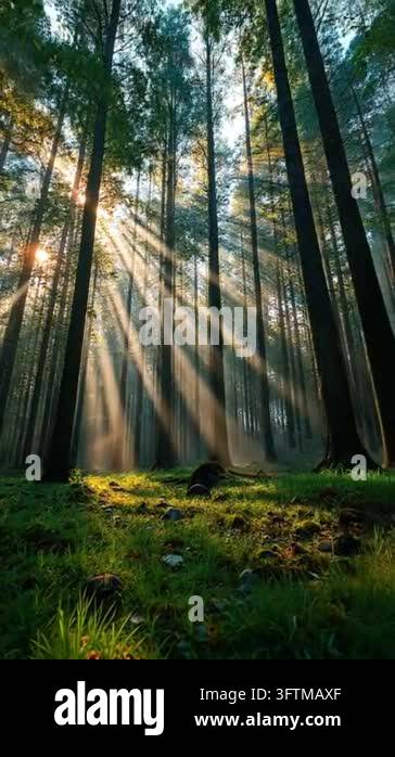Tsll Tree Golden sunbeams streaming through tall forest trees illuminating ...
