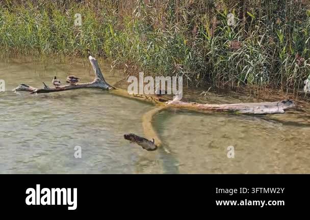 Static shot of mallard ducks perching on a submerged dead tree branch ...