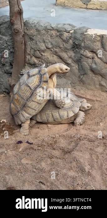 Two tortoises move around in a sandy enclosure at the zoo. One tortoise ...