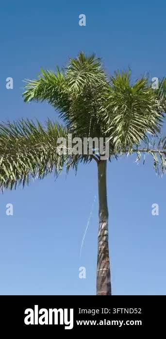 Tsll Tree A tall palm tree stands in Hurghada with a clear blue sky above. The ...