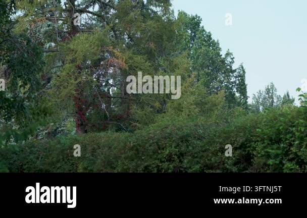 Tsll Tree Tall garden trees sway slightly beneath a bright sky Stock Video ...