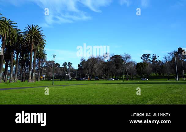 Tsll Tree Visitors enjoying the green lawns beneath tall palm trees at Alexandra ...