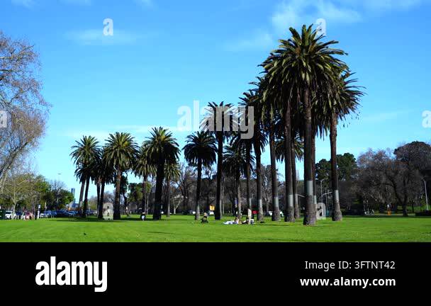 Tsll Tree Visitors enjoying the green lawns beneath tall palm trees at Alexandra ...