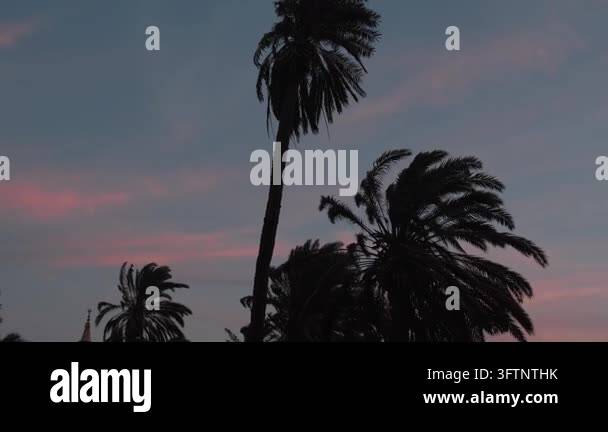 Tsll Tree Strong sea wind bending a tall palm tree at dusk in South Sinai Egypt ...