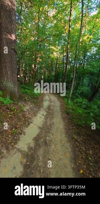 Tsll Tree A dirt road winds through a lush green forest with tall trees in summer ...
