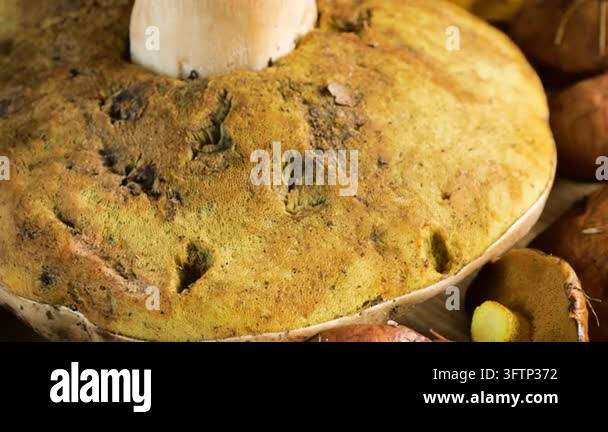 A close-up of a large porcini mushroom rotating on a wooden surface ...