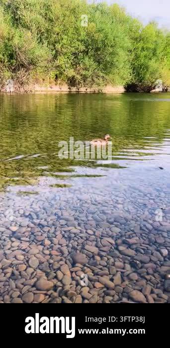 A duck swims in a clear mountain river near the stony shore as green ...