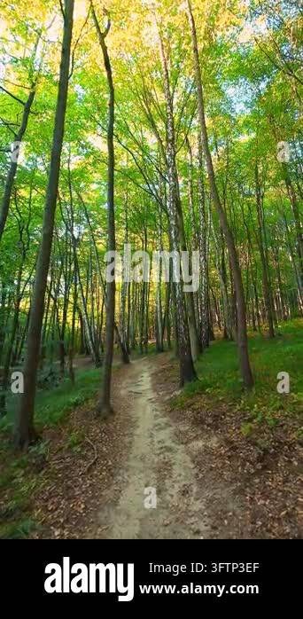Tsll Tree A winding dirt path leads through a dense summer forest with tall trees ...